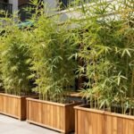 A beautiful privacy planter setup with tall bamboo plants creating a natural screen on a patio