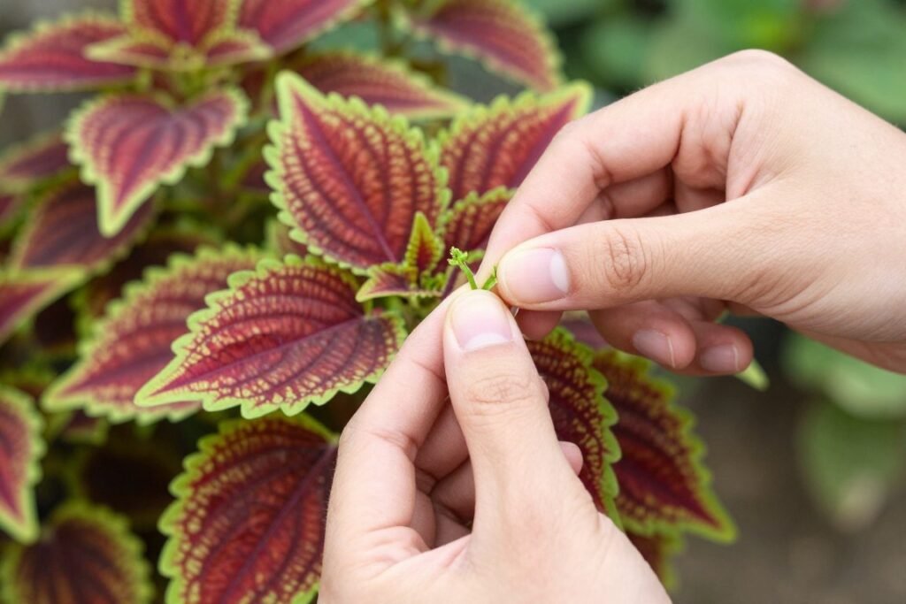 Demonstrating proper pinching technique on a coleus plant to encourage bushier growth