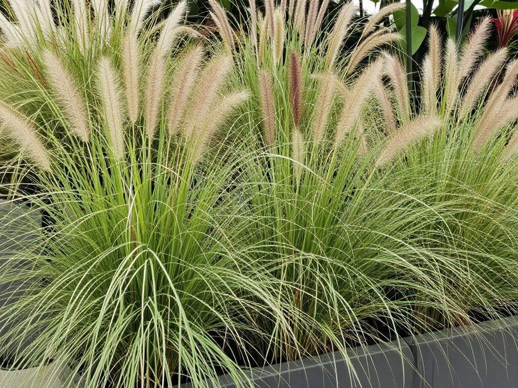 Ornamental grasses in large outdoor planters creating movement and texture