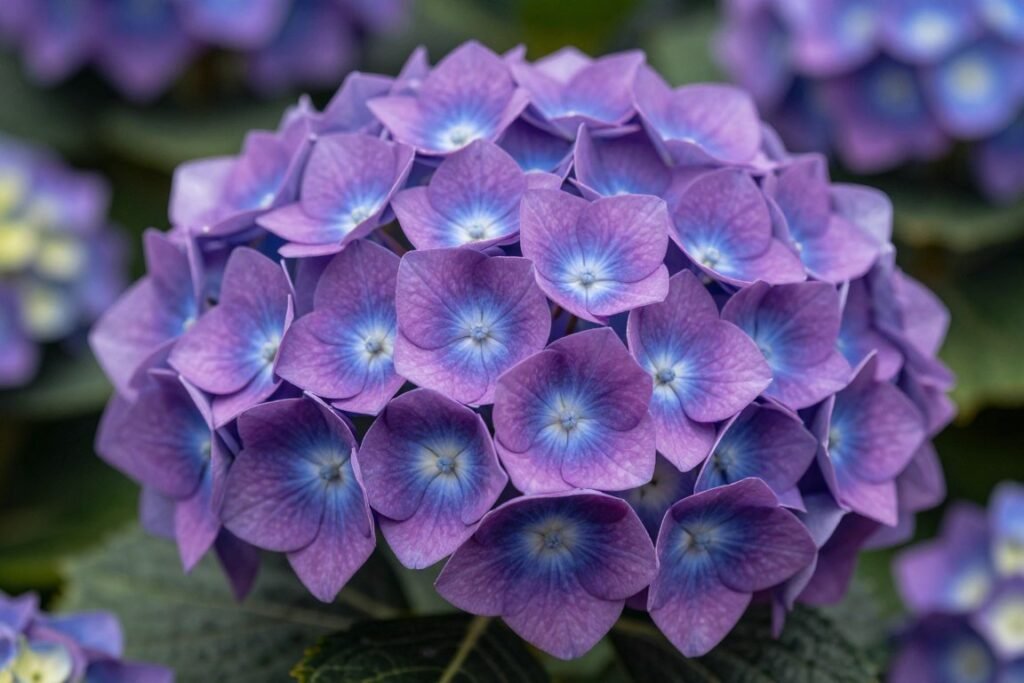 purple hydrangea blooms for wedding arrangements